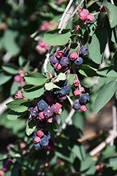 Utah Serviceberry (Amelanchier utahensis) at Lakeshore Garden Centres