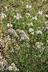 Whorled Milkweed (Asclepias verticillata) at Lakeshore Garden Centres