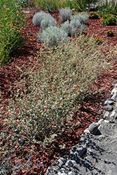 Munro's Globemallow (Sphaeralcea munroana) at Lakeshore Garden Centres