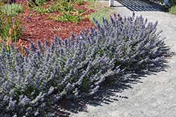 Walker's Low Catmint (Nepeta x faassenii 'Walker's Low') at Peter Knippel Garden Centre