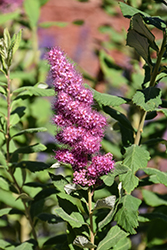 Western Spirea (Spiraea douglasii) at Lakeshore Garden Centres