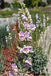 Palmer's Beard Tongue (Penstemon palmeri) at Lakeshore Garden Centres
