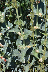 Palmer's Beard Tongue (Penstemon palmeri) at Lakeshore Garden Centres
