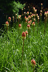 Torchlily (Kniphofia caulescens) at Lakeshore Garden Centres