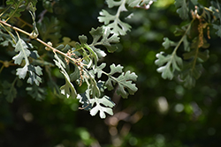 Valley Oak (Quercus lobata) at Lakeshore Garden Centres