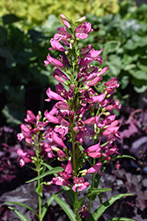Rondo Pink Beard Tongue (Penstemon 'Rondo Pink') at Lakeshore Garden Centres