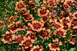 Desert Coral Tickseed (Coreopsis 'Desert Coral') at Lakeshore Garden Centres