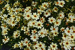 Nova Jewel Tickseed (Coreopsis 'Jewel') at Lakeshore Garden Centres