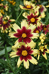 Cosmic Eye Tickseed (Coreopsis 'Cosmic Eye') at Peter Knippel Garden Centre