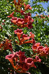 Summer Jazz Fire Trumpetvine (Campsis radicans 'Takarazuka Fresa') at Lakeshore Garden Centres