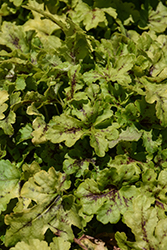 Spicy Lime Foamy Bells (Heucherella 'TNHERSL') at Lakeshore Garden Centres