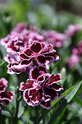 Odessa Pierrot Pinks (Dianthus caryophyllus 'HILPROT') at Lakeshore Garden Centres