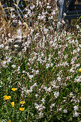 Whirling Butterflies Gaura (Gaura lindheimeri 'Whirling Butterflies') at Green Thumb Garden Centre