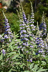 Delta Blues Chaste Tree (Vitex agnus-castus 'PIIVAC-I') at Lakeshore Garden Centres