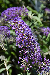Lo & Behold Purple Haze Butterfly Bush (Buddleia 'Purple Haze') at Lakeshore Garden Centres