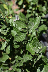 Alderleaf Mountain Mahogany (Cercocarpus montanus) at Lakeshore Garden Centres