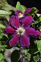 Hania Clematis (Clematis 'Hania') at Lakeshore Garden Centres