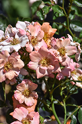 Sunsest Happy Trails Rose (Rosa 'WEKhaplamelba') at Lakeshore Garden Centres