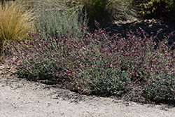 South African Geranium (Pelargonium sidoides) at Lakeshore Garden Centres