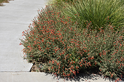 California Fuchsia (Epilobium canum) at Lakeshore Garden Centres