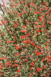 California Fuchsia (Epilobium canum) at Lakeshore Garden Centres