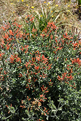 Hummingbird Plant (Dicliptera suberecta) at Lakeshore Garden Centres