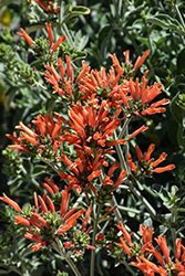 Hummingbird Plant (Dicliptera suberecta) at Lakeshore Garden Centres