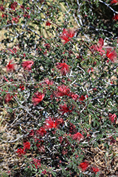 Baja Fairy Duster (Calliandra californica) at Lakeshore Garden Centres