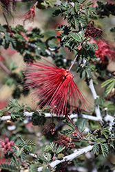Baja Fairy Duster (Calliandra californica) at Lakeshore Garden Centres