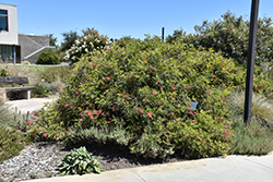 Robyn Gordon Grevillea (Grevillea 'Robyn Gordon') at Lakeshore Garden Centres