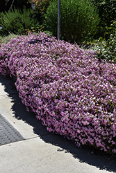 Max Frei Soapwort (Saponaria lempergii 'Max Frei') at Lakeshore Garden Centres