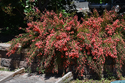 Firecracker Plant (Russelia equisetiformis) at Lakeshore Garden Centres