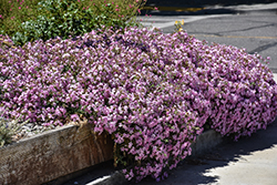 Max Frei Soapwort (Saponaria lempergii 'Max Frei') at Lakeshore Garden Centres