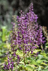 Madeira Germander (Teucrium betonicum) at Lakeshore Garden Centres