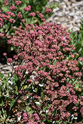 Red Buckwheat (Eriogonum grande var. rubescens) at Lakeshore Garden Centres