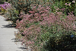 Red Buckwheat (Eriogonum grande var. rubescens) at Lakeshore Garden Centres