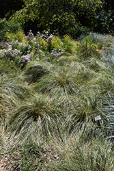 Golden Oats (Stipa gigantea) at Lakeshore Garden Centres
