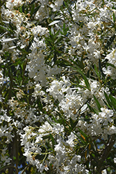 Sister Agnes Oleander (Nerium oleander 'Sister Agnes') at Lakeshore Garden Centres
