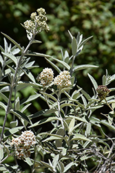 Silver Anniversary Butterfly Bush (Buddleia 'Morning Mist') at Lakeshore Garden Centres