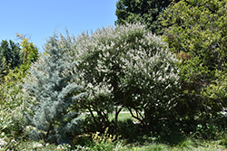 Albus Chaste Tree (Vitex agnus-castus 'Albus') at Lakeshore Garden Centres