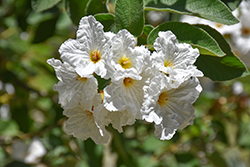 Texas Wild Olive (Cordia boissieri) at Lakeshore Garden Centres