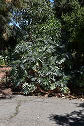 Honey Bush (Melianthus major) at Lakeshore Garden Centres