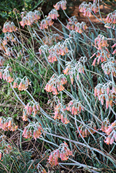 Finger Aloe (Cotyledon orbiculata var. oblonga) at Lakeshore Garden Centres