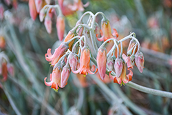 Finger Aloe (Cotyledon orbiculata var. oblonga) at Lakeshore Garden Centres