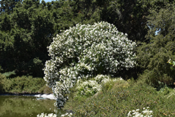 Sister Agnes Oleander (Nerium oleander 'Sister Agnes') at Lakeshore Garden Centres