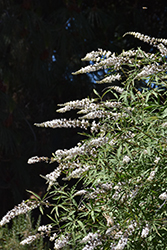 Silver Spire Chaste Tree (Vitex agnus-castus 'Silver Spire') at Lakeshore Garden Centres