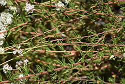 California Buckwheat (Eriogonum fasciculatum) at Lakeshore Garden Centres