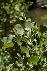 Birchleaf Mountain Mahogany (Cercocarpus betuloides) at Lakeshore Garden Centres