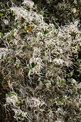 Birchleaf Mountain Mahogany (Cercocarpus betuloides) at Lakeshore Garden Centres