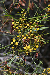 Shoestring Acacia (Acacia stenophylla) at Lakeshore Garden Centres
